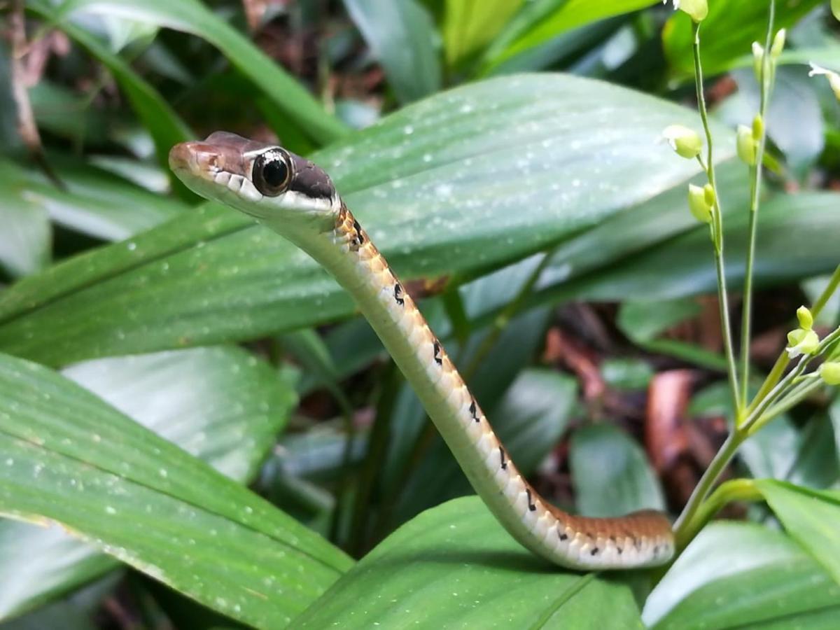 Sinharaja Vini Villa Deniyaya Bagian luar foto