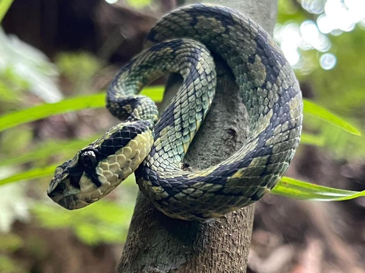 Sinharaja Vini Villa Deniyaya Bagian luar foto