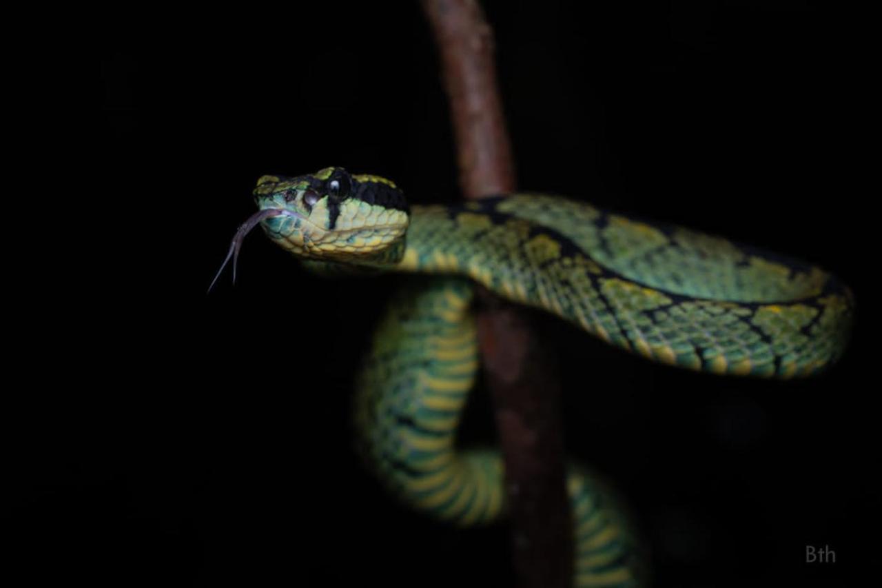 Sinharaja Vini Villa Deniyaya Bagian luar foto