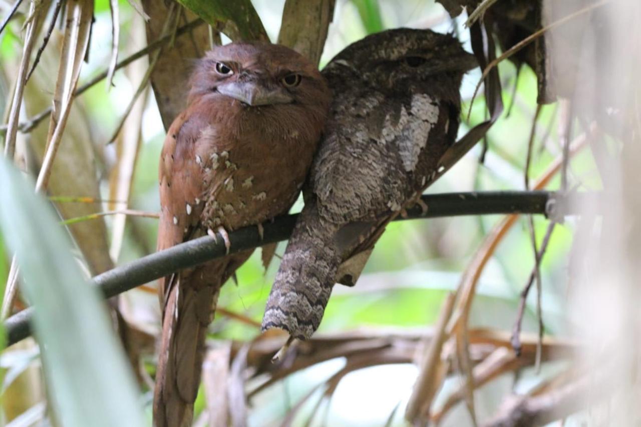 Sinharaja Vini Villa Deniyaya Bagian luar foto