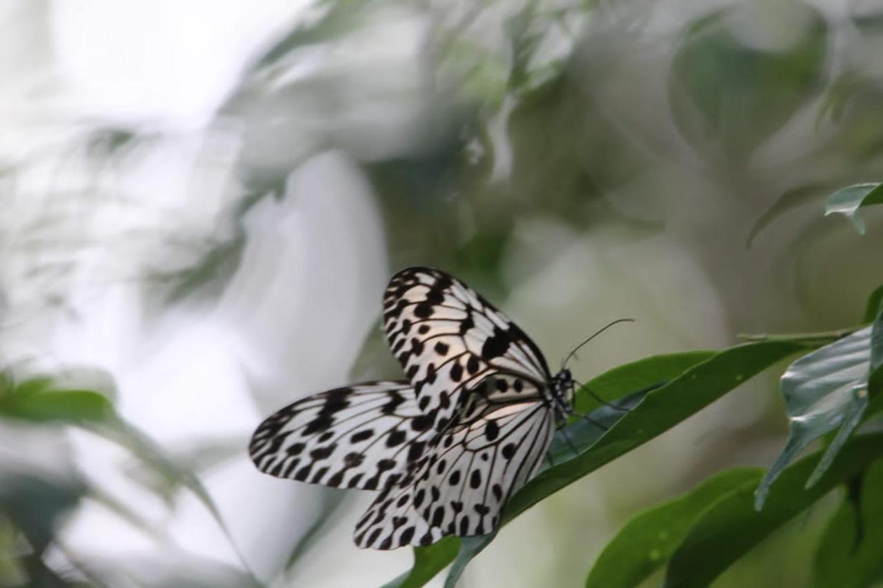 Sinharaja Vini Villa Deniyaya Bagian luar foto