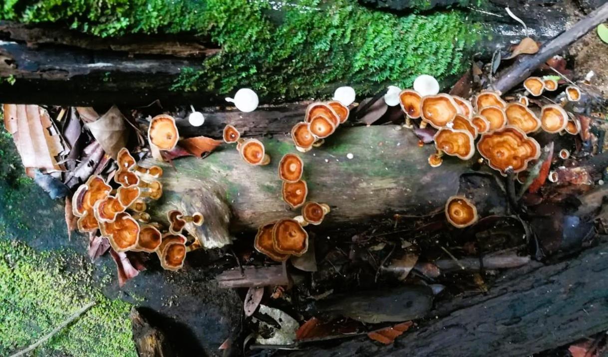 Sinharaja Vini Villa Deniyaya Bagian luar foto