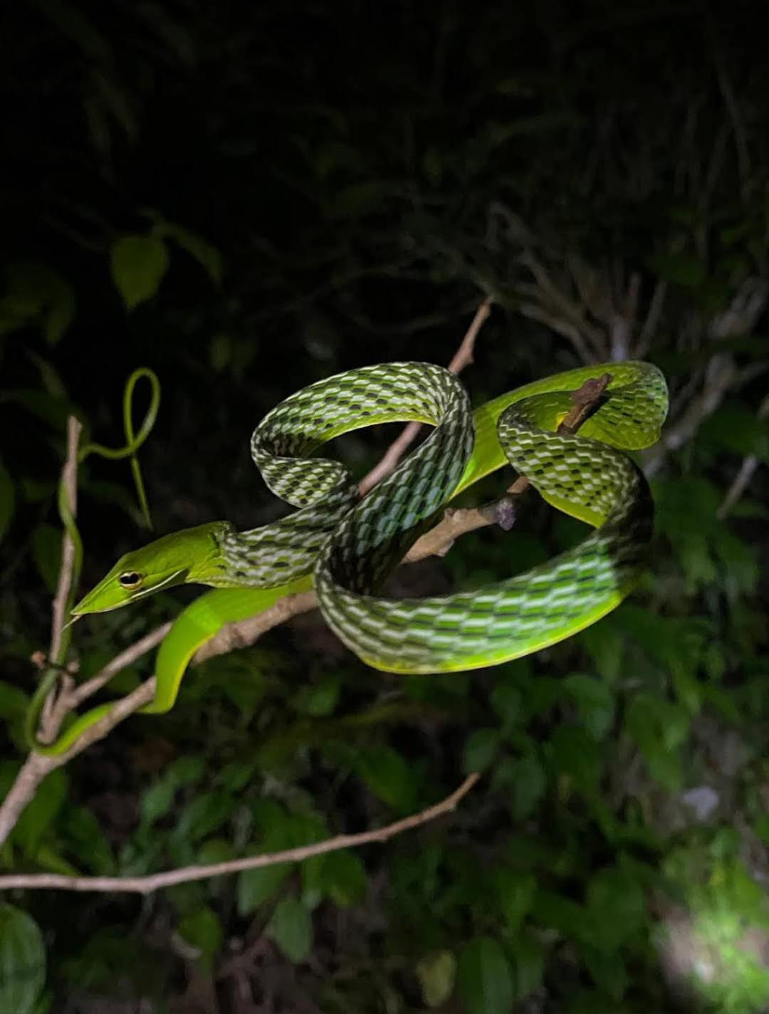Sinharaja Vini Villa Deniyaya Bagian luar foto